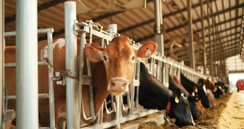 Gabriel Coronado: Del instinto al algoritmo; la revolución tecnológica en la producción animal 1 austin santaniello 2Prc5cSgNJE unsplash