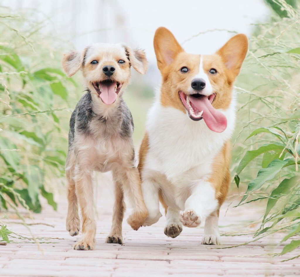 Mucho fitness y full diversión: Beneficios de entrenar con tu mascota 3 alvan nee 1VgfQdCuX 4 unsplash