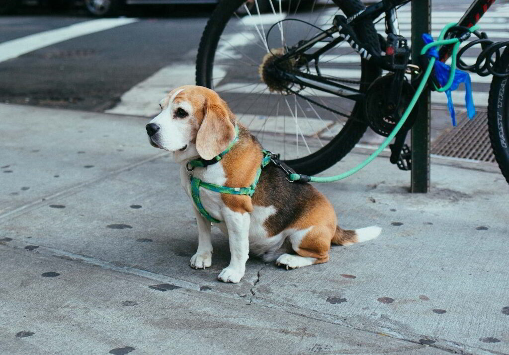 Mucho fitness y full diversión: Beneficios de entrenar con tu mascota 1 anthony fomin xNOslF 987U unsplash