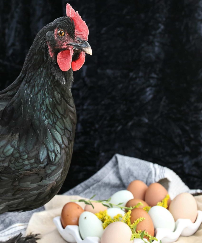 Producción animal y seguridad alimentaria: Nutrir al mundo con responsabilidad; análisis de Gabriel Coronado 1 grace o driscoll 8LPqwCquaU unsplash